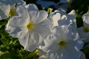 White Petunia