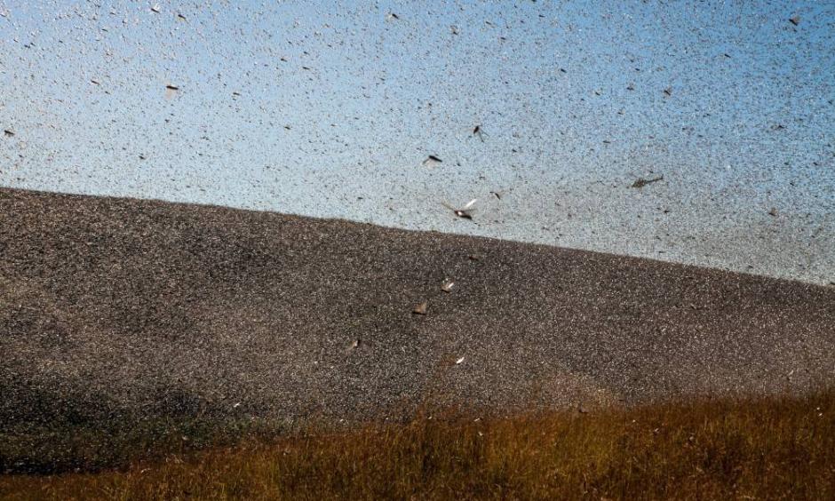 Climate Change Fueled Locusts Swarming Across Two Continents