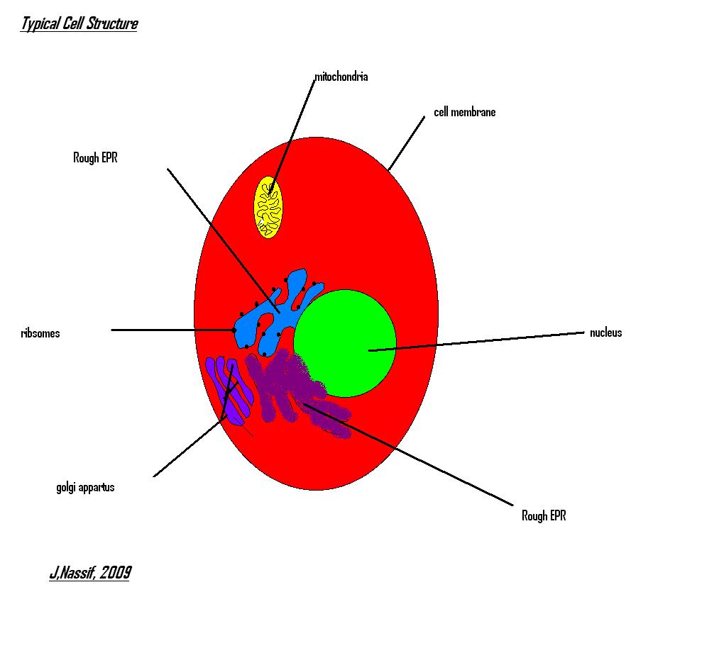 Red Blood Cell Diagram For Kids