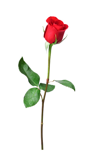 Single Stem Rose - ClipArt Best