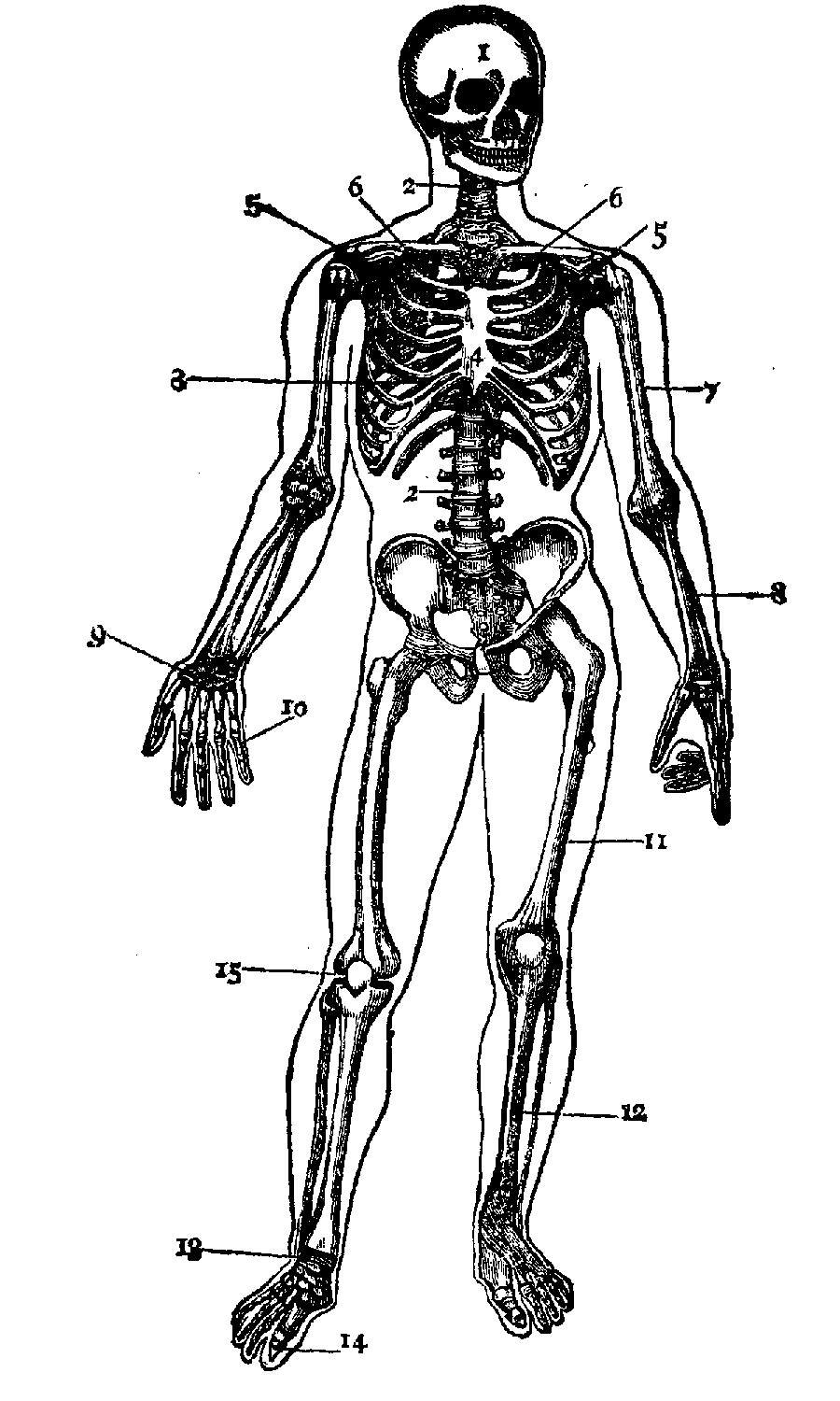 Printable Blank Skeleton Diagram