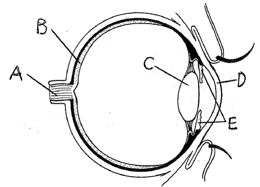 Human Eye Diagram Blank - Printable Templates Free