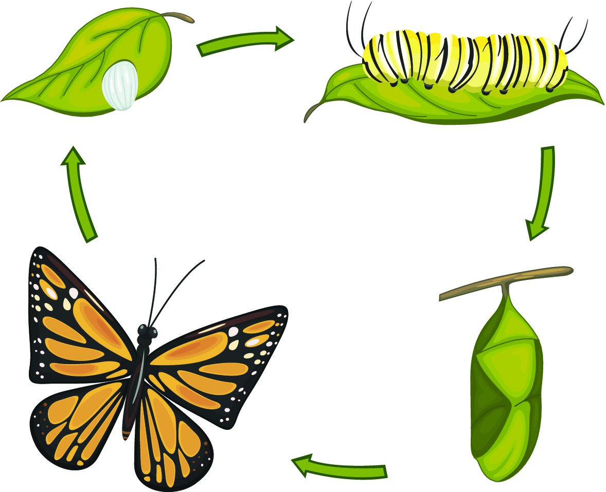 Life Cycle Clip Art Clipart Best - vrogue.co