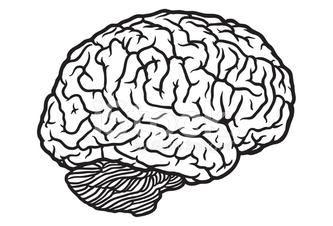 Human Brain Outline - ClipArt Best