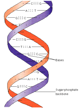 Bonds In Dna - ClipArt Best