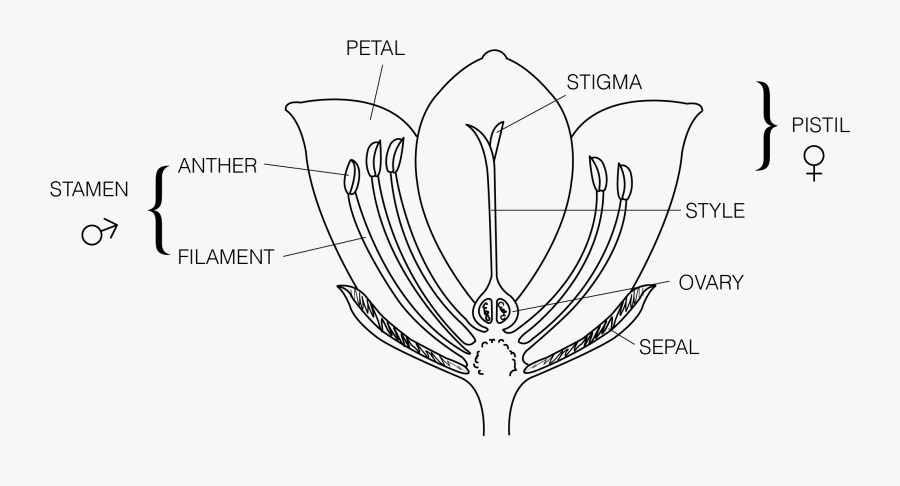 [DIAGRAM] Identify And Label Diagram Of Flower - MYDIAGRAM.ONLINE