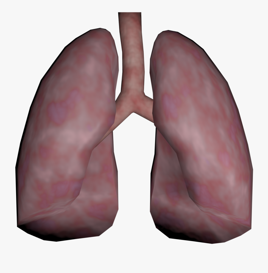 Lungs Png Transparent Images - Real Human Lung Png , Free Transparent ...