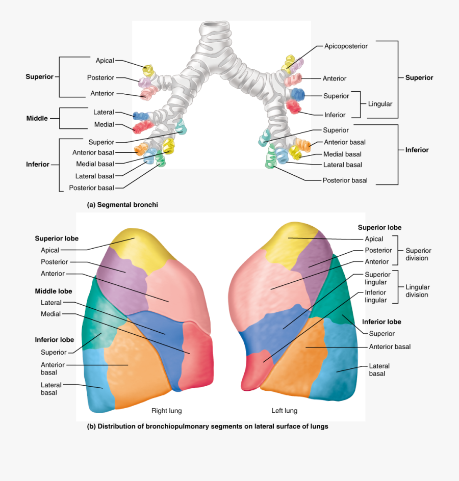 Anatomy Of Bronchopulmonary Segment , Free Transparent Clipart - ClipartKey