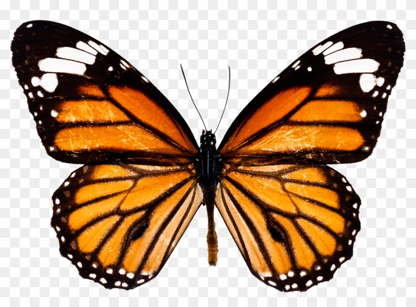 Butterfly Download Images Png Free Image - Imagenes De La Mariposa Monarca  - Free Transparent PNG Clipart Images Download