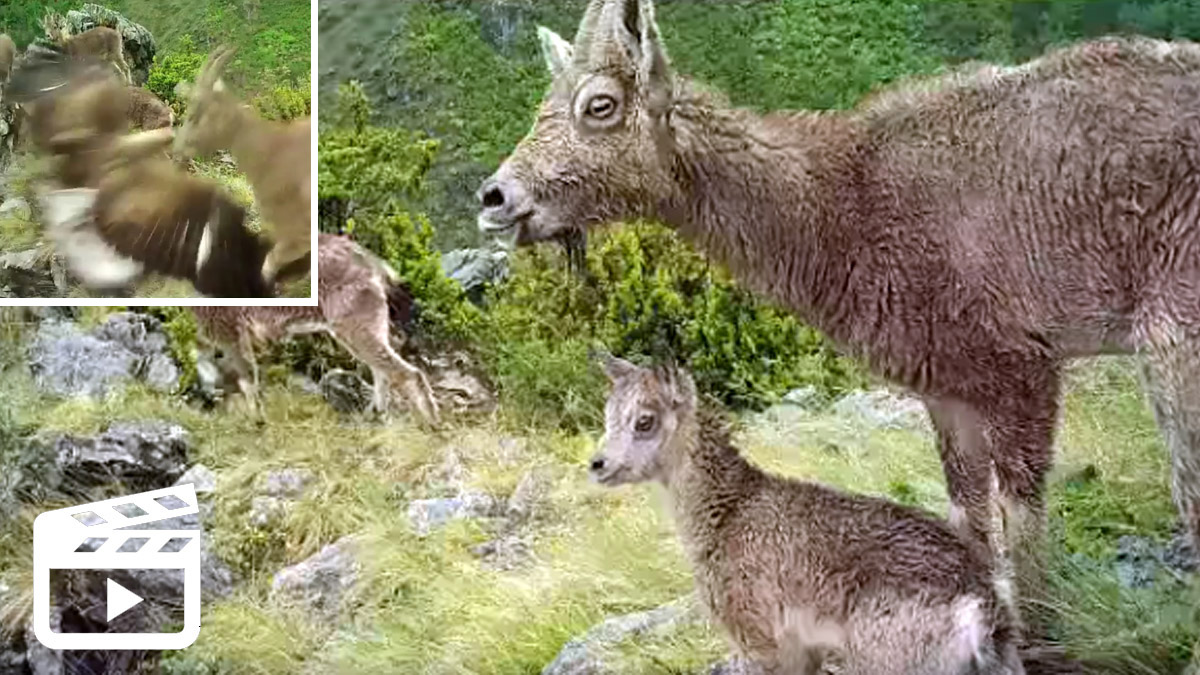 Articulo: Un águila se lleva a una cría de cabra montesa sin que su madre  pueda evitarlo