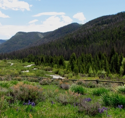 Green brush and green mountains