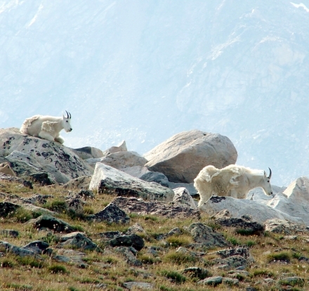 Mountain goats in the mountains