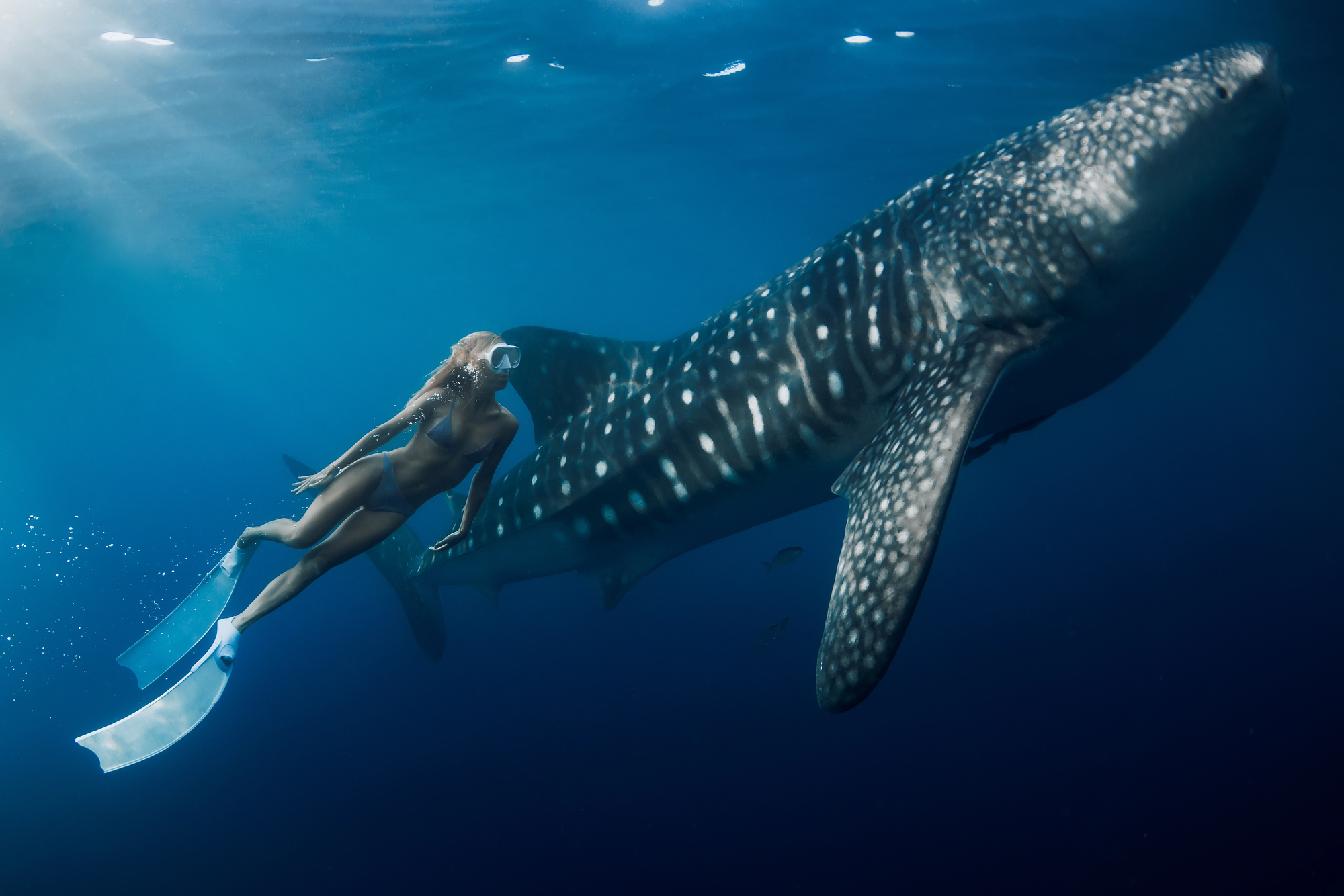 A Global Guide to Swimming With Whale Sharks