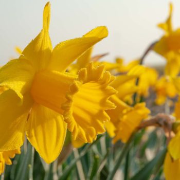 True King Alfred Daffodils