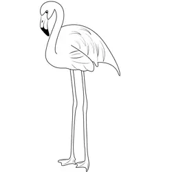 Flamingo Bird 3 Coloring Page