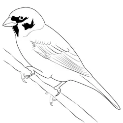 Eurasian Tree Sparrow Bird Coloring Page