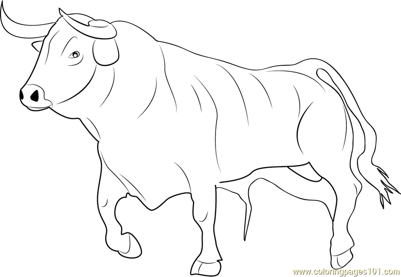 Collection of Bull Coloring Pages - Free Printable