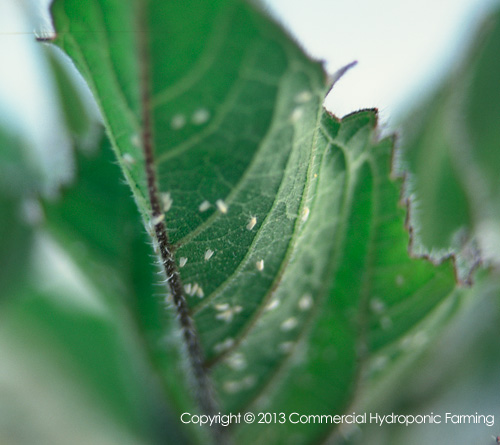 white fly greenhouse