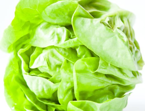 How to predict when lettuce are ready for harvest