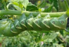 Photo of Tomato Caterpillar: [How to Identify and Fight It]