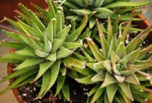 Photo of Forget pancreatitis naturally with aloe vera