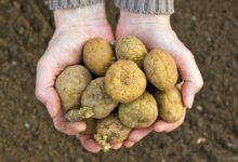 Photo of Tips for Storing Seed Potatoes for Next Year’s Planting