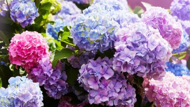 Photo of Hydrangea Care: [Soil, Humidity, Pruning and Problems]