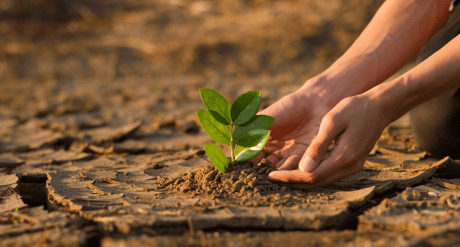 Hands planting a tree in dry cracked soil - concept for climate disclosures