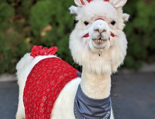 An Alpaca Affair