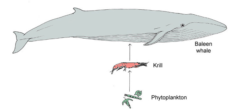 Simple Antarctic Food Web