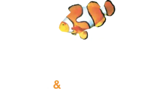 Coral Windows