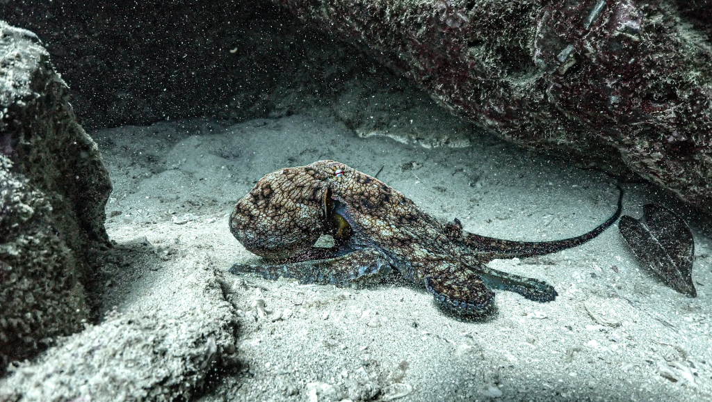 cave cano island diving spot