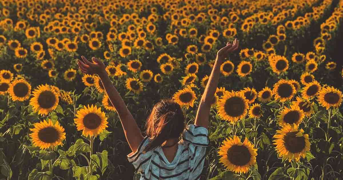 30 Sunflower Fields Across the U.S.