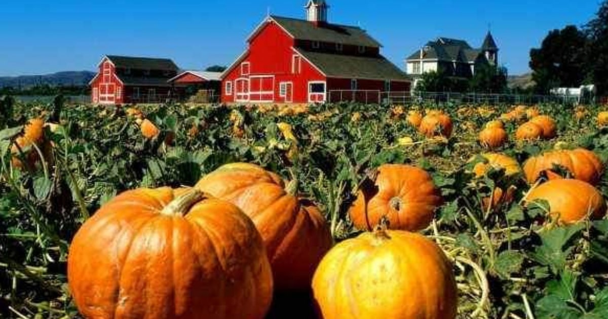 Pumpkin Patches in Arizona