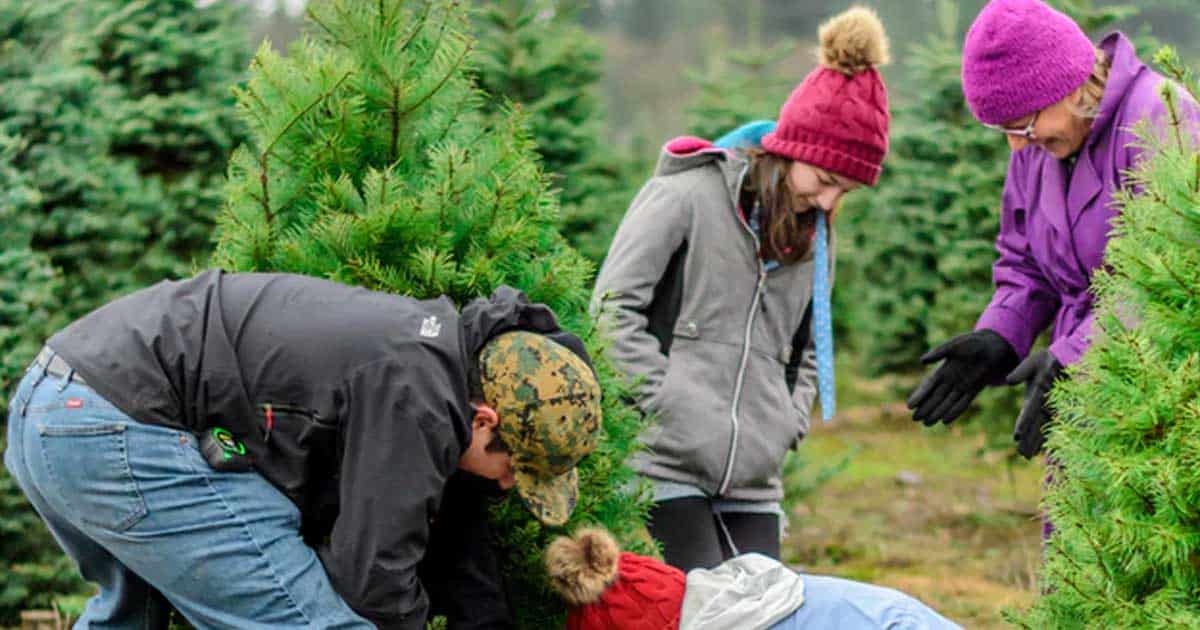 30 Christmas Tree Farms Near You