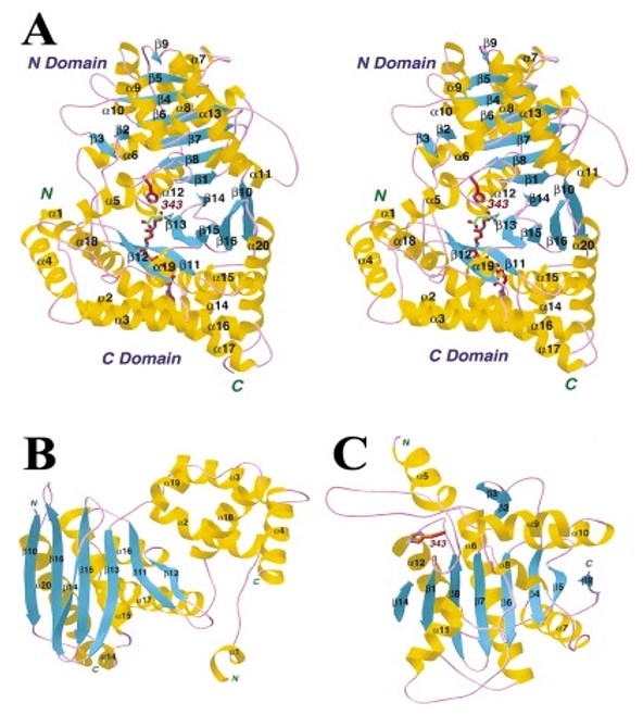 Structure of CRAT