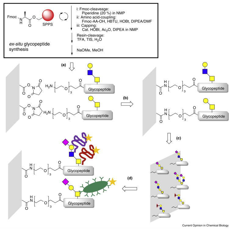 Glycopeptide Microarray Assay