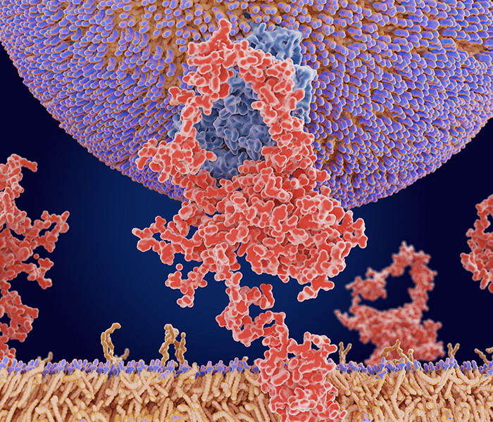 Protein Ubiquitination Analysis Service