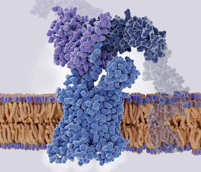 Characterization of Protein SUMOylation