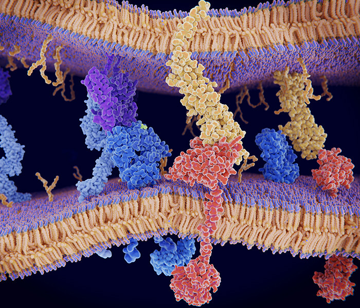 Protein Methylation Service