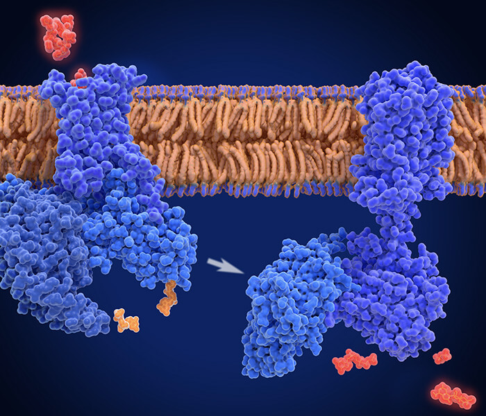 Glycan-related Microarray Assay