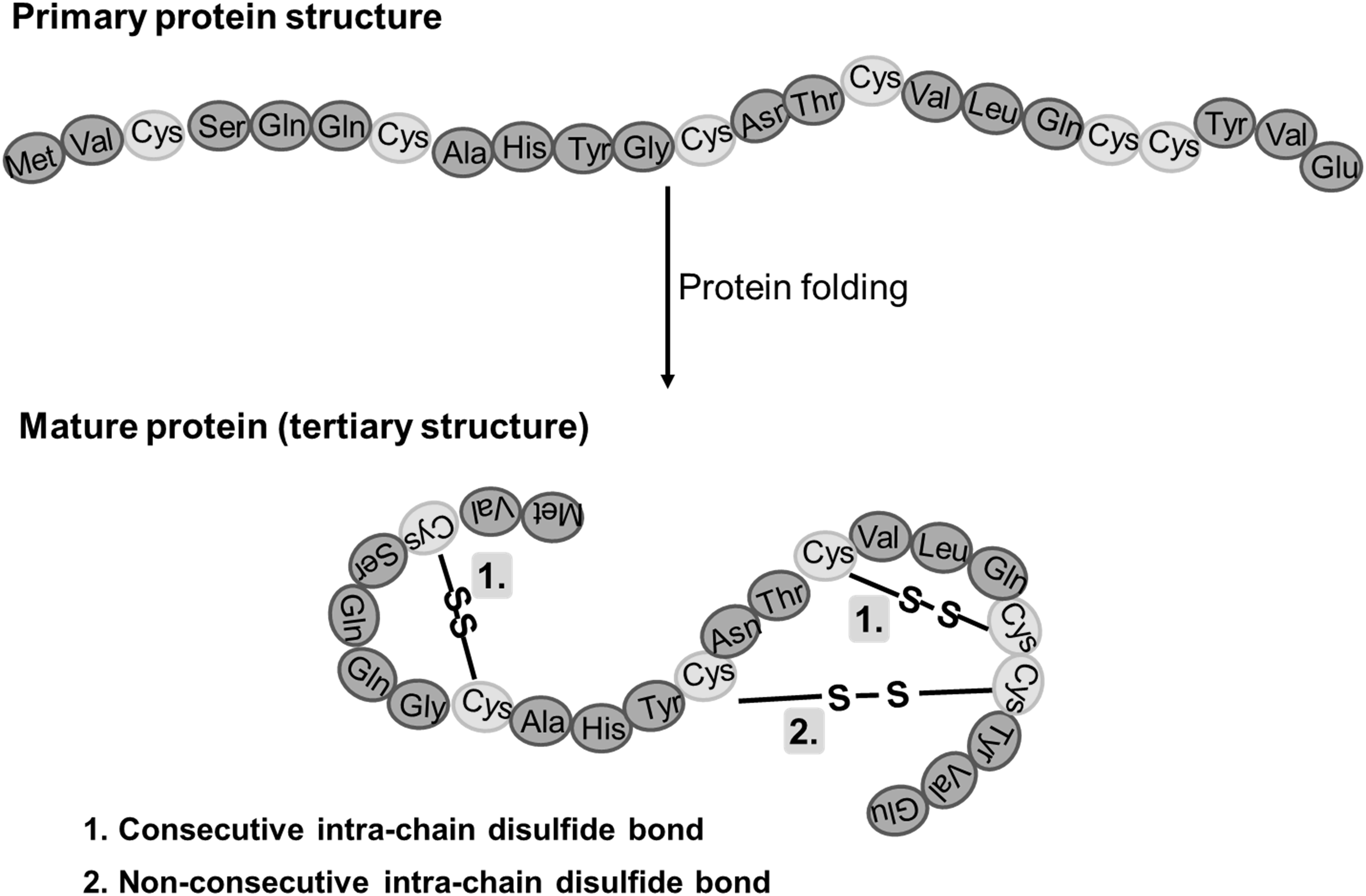 Disulfide Bond Analysis