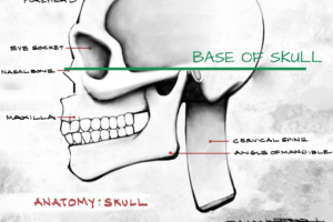 An artistic diagram of a skull showing the base of the skull