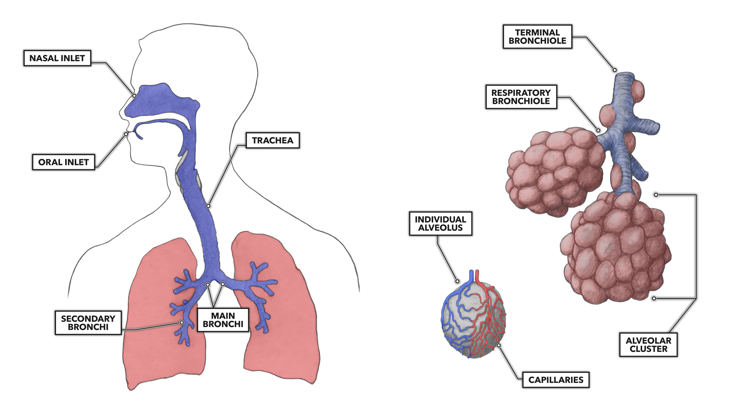 Lung Diagram With Alveoli