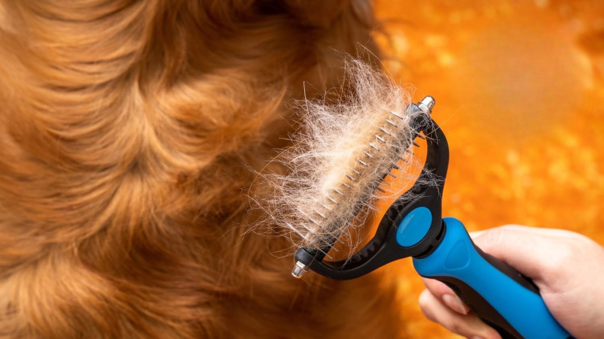 If Your Pet Sheds A Lot, You Probably Need One Of These Brushes In Your Life