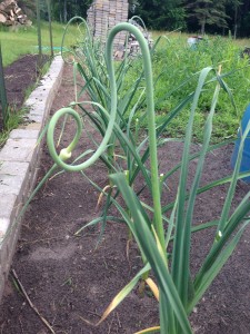 Garlic Scapes