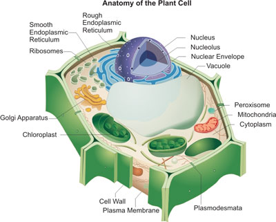 Organelles Of A Plant Cell