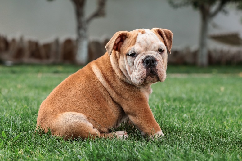 Tan-colored bulldog puppy sits on the grass