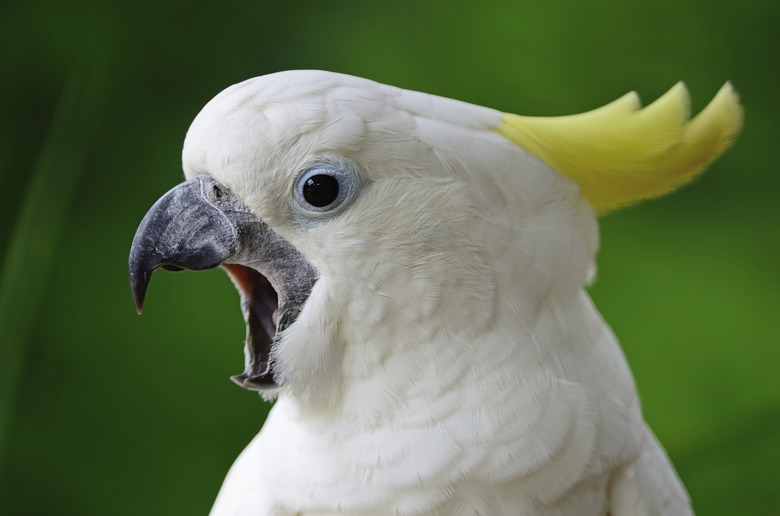 Sulphur-crested Cockatoo