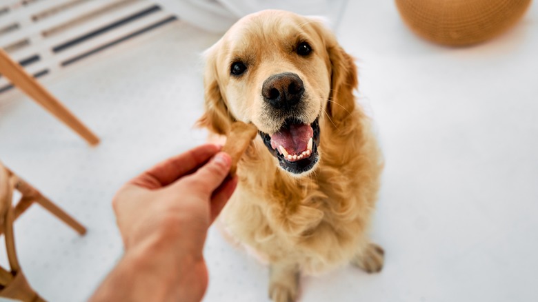 A golden retriever sits waiting patiently for a treat